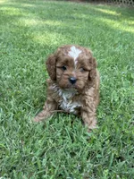 Harley, a male Cavapoo for sale in Greenville, MO – 5 of 6