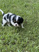 Rylie, a female Cavalier King Charles Spaniel for sale in Greenville, MO – 5 of 9