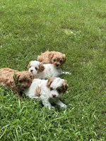 Ruby, a female Cavapoo for sale in Greenville, MO – 7 of 10
