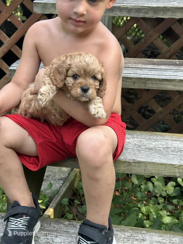 Hope – Cavapoo puppy for sale in Greenville, MO