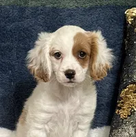 Patty, a female Cavapoo for sale in Greenville, MO – 6 of 9
