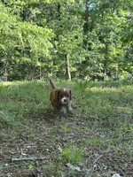 MILA, a female Cavapoo for sale in Greenville, MO – 7 of 9