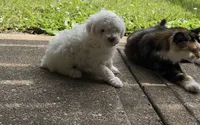 Teddy, a male Poodle - Miniature  for sale in Greenville, MO – 8 of 8