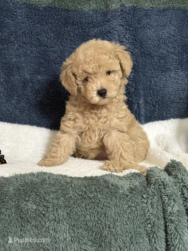 Teddy – Poodle - Miniature  puppy for sale in Greenville, MO
