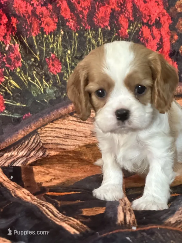 Lucy – Cavalier King Charles Spaniel puppy for sale in Greenville, MO