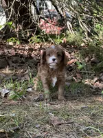 MILA, a female Cavapoo for sale in Greenville, MO – 9 of 9