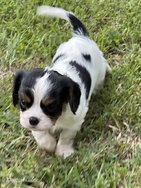 Rainie – Cavalier King Charles Spaniel puppy for sale in Greenville, MO