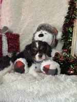 Tate, a male Cavalier King Charles Spaniel for sale in Greenville, MO – Photo 5 of 10