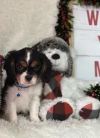 Tate, a male Cavalier King Charles Spaniel for sale in Greenville, MO – Photo 1 of 10
