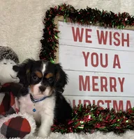 Tate, a male Cavalier King Charles Spaniel for sale in Greenville, MO – Photo 2 of 10