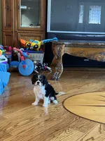 Tate, a male Cavalier King Charles Spaniel for sale in Greenville, MO – Photo 10 of 10