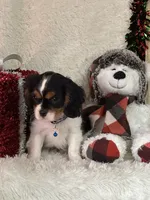 Tate, a male Cavalier King Charles Spaniel for sale in Greenville, MO – Photo 8 of 10