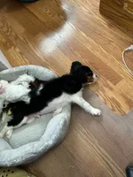 Tate, a male Cavalier King Charles Spaniel for sale in Greenville, MO – Photo 9 of 10