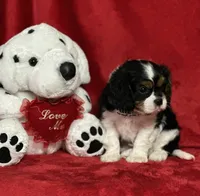 Tate, a male Cavalier King Charles Spaniel for sale in Greenville, MO – Photo 6 of 10