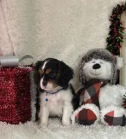 Tate, a male Cavalier King Charles Spaniel for sale in Greenville, MO – Photo 3 of 10