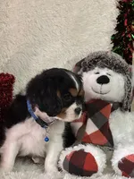 Tate, a male Cavalier King Charles Spaniel for sale in Greenville, MO – Photo 7 of 10