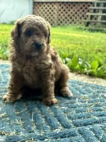 Stevie, a male Poodle - Miniature  for sale in Greenville, MO – 2 of 5