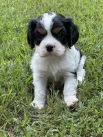 Rocky, a male Cavalier King Charles Spaniel for sale in Greenville, MO – 4 of 9