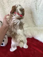 Valentine , a male Cavapoo for sale in Greenville, MO – Photo 9 of 9