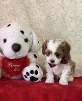 Valentine , a male Cavapoo for sale in Greenville, MO – Photo 6 of 9