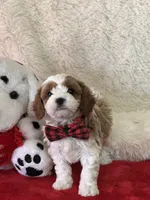 Valentine , a male Cavapoo for sale in Greenville, MO – Photo 2 of 9