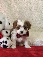 Valentine , a male Cavapoo for sale in Greenville, MO – Photo 4 of 9