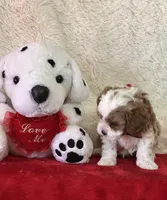 Valentine , a male Cavapoo for sale in Greenville, MO – Photo 7 of 9