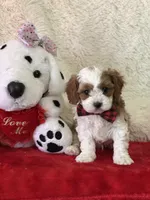 Valentine , a male Cavapoo for sale in Greenville, MO – Photo 1 of 9