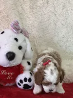 Valentine , a male Cavapoo for sale in Greenville, MO – Photo 8 of 9