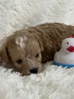 Danny, a male Bichon Frise and Cavapoo for sale in Greenville, MO – 3 of 7