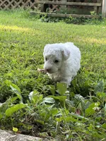 Sara Lee, a female Poodle - Miniature  for sale in Greenville, MO – 5 of 9