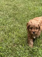 Ruby, a female Cavapoo for sale in Greenville, MO – 9 of 10