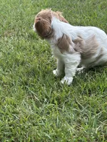Remi, a male Cavalier King Charles Spaniel for sale in Greenville, MO – 2 of 9
