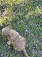MACKY, a male Cavapoo for sale in Greenville, MO – 8 of 8