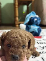 Stevie, a male Poodle - Miniature  for sale in Greenville, MO – 5 of 5