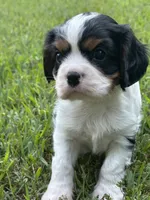 Rocky, a male Cavalier King Charles Spaniel for sale in Greenville, MO – 2 of 9