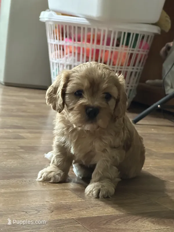 Jolie – Cavapoo puppy for sale in Greenville, MO