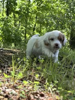 Molly, a female Cavapoo for sale in Greenville, MO – 5 of 10