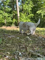 MIKE, a male Cavapoo for sale in Greenville, MO – 6 of 10