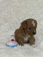 Donner, a male Bichon Frise and Cavapoo for sale in Greenville, MO – 5 of 6