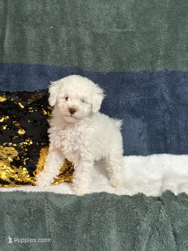 Lambchop – Poodle - Miniature  puppy for sale in Greenville, MO