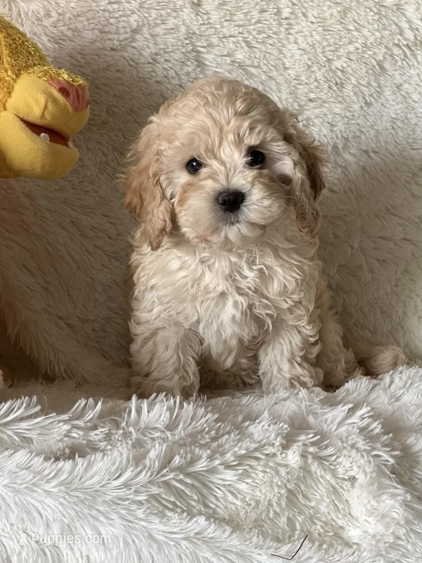 Jamiee – Cavapoo puppy for sale in Greenville, MO