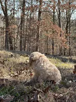 Jamiee, a female Cavapoo for sale in Greenville, MO – Photo 3 of 3