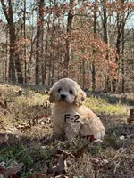 Jamiee, a female Cavapoo for sale in Greenville, MO – Photo 1 of 3