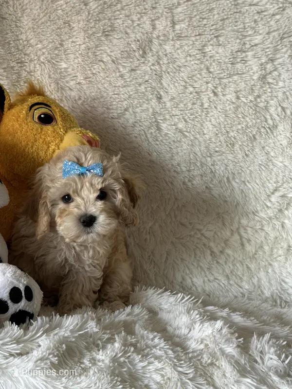 Jamiee – Cavapoo puppy for sale in Greenville, MO