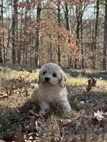 Jamiee, a female Cavapoo for sale in Greenville, MO – Photo 2 of 3