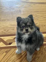 Marshall, a male Pomsky for sale in Greenville, MO – 2 of 6