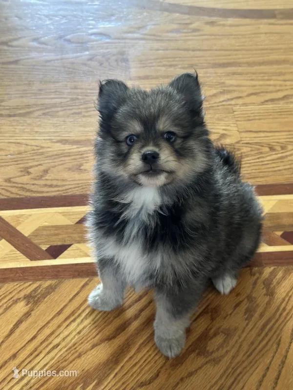 Marshall – Pomsky puppy for sale in Greenville, MO