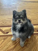 Marshall, a male Pomsky for sale in Greenville, MO – 1 of 6
