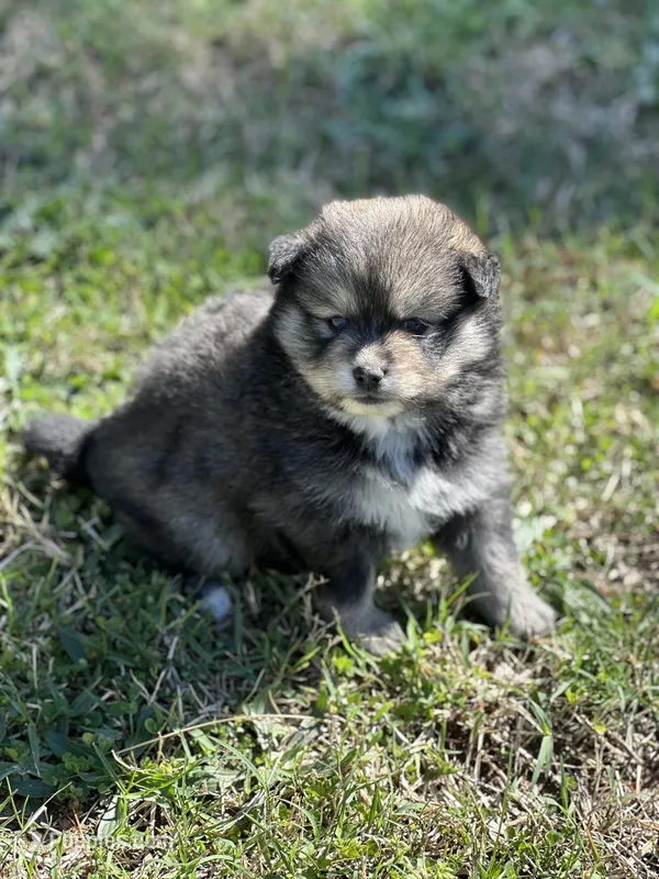 Eli – Pomsky puppy for sale in Greenville, MO